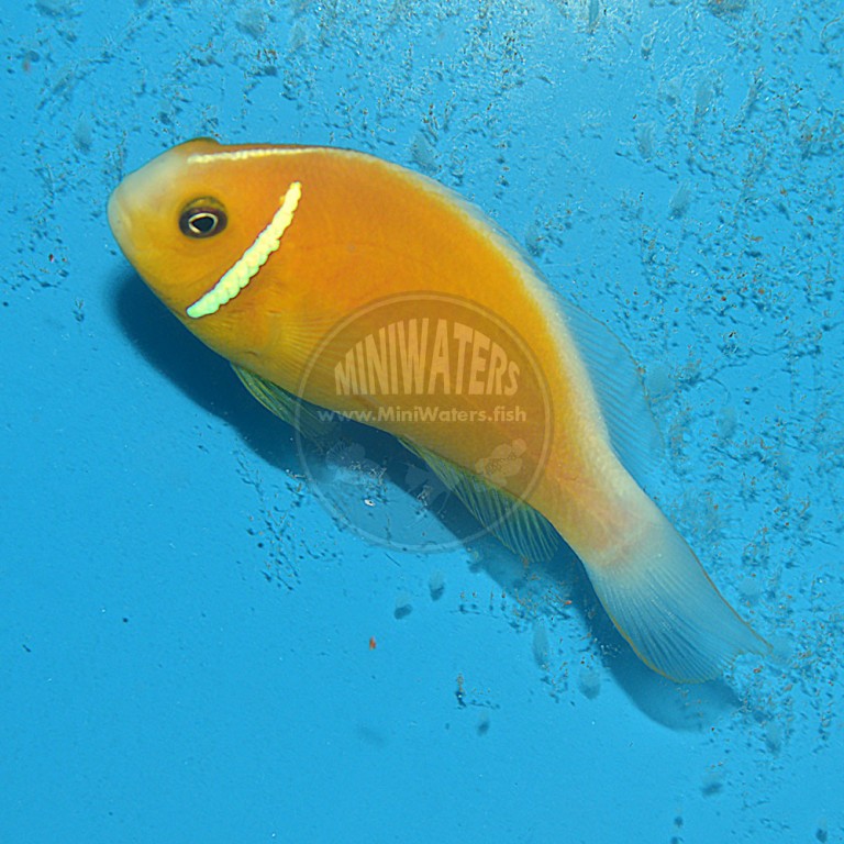 Amphiprion perideriaon "Fiji Sunkist Pink Skunk" Clownfish, Captive