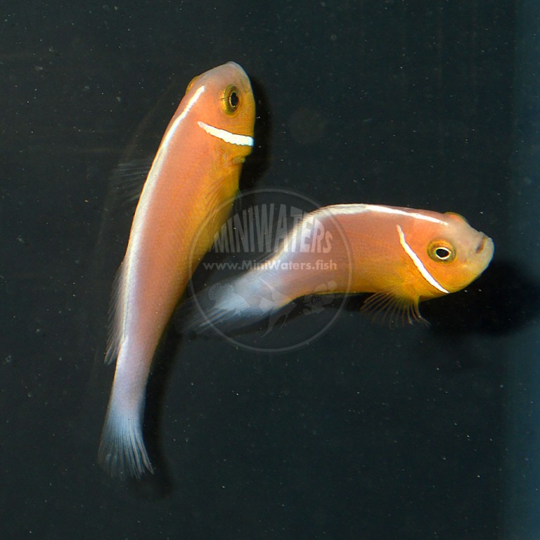 Amphiprion perideriaon "Fiji Sunkist Pink Skunk" Clownfish, Captive