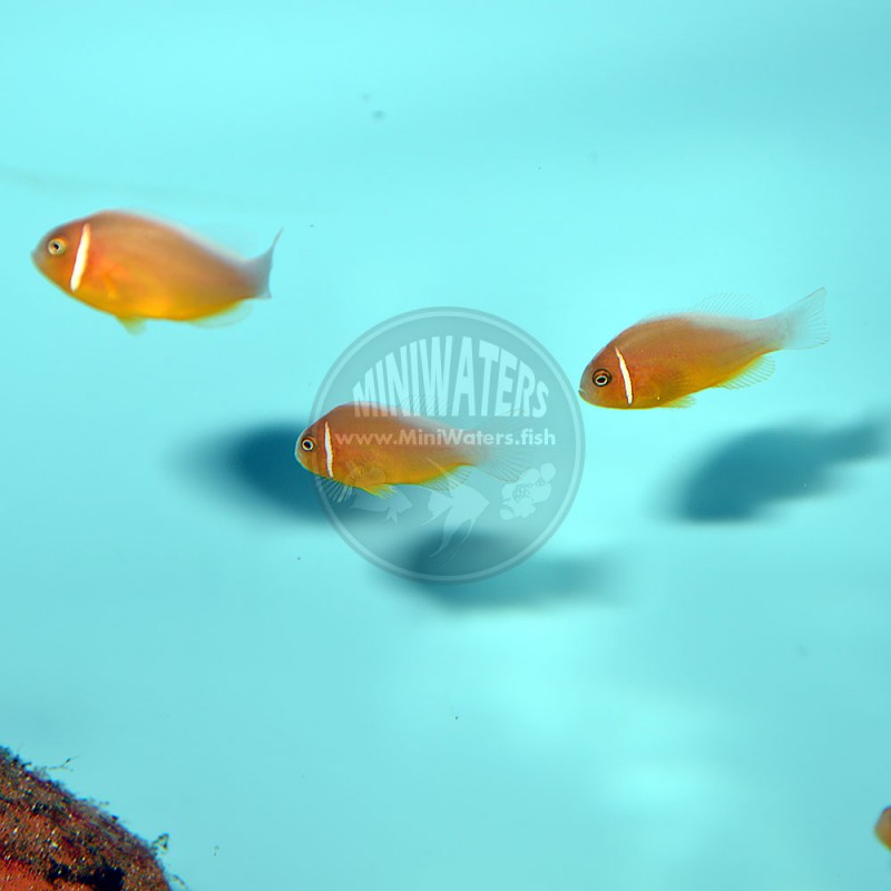 Amphiprion perideriaon "Fiji Sunkist Pink Skunk" Clownfish, Captive