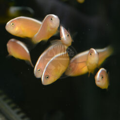 Amphiprion sandaracinos "Irian Jaya", Orange Skunk Clownfish, Tiny, SA