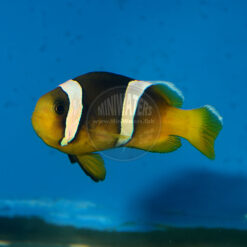 Amphiprion sebae, the true Sebae Clownfish, SA