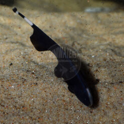 Apteronotus albifrons , Black Ghost Knifefish, captive-bred / tank-raised