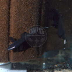 Apteronotus albifrons , Black Ghost Knifefish, captive-bred / tank-raised