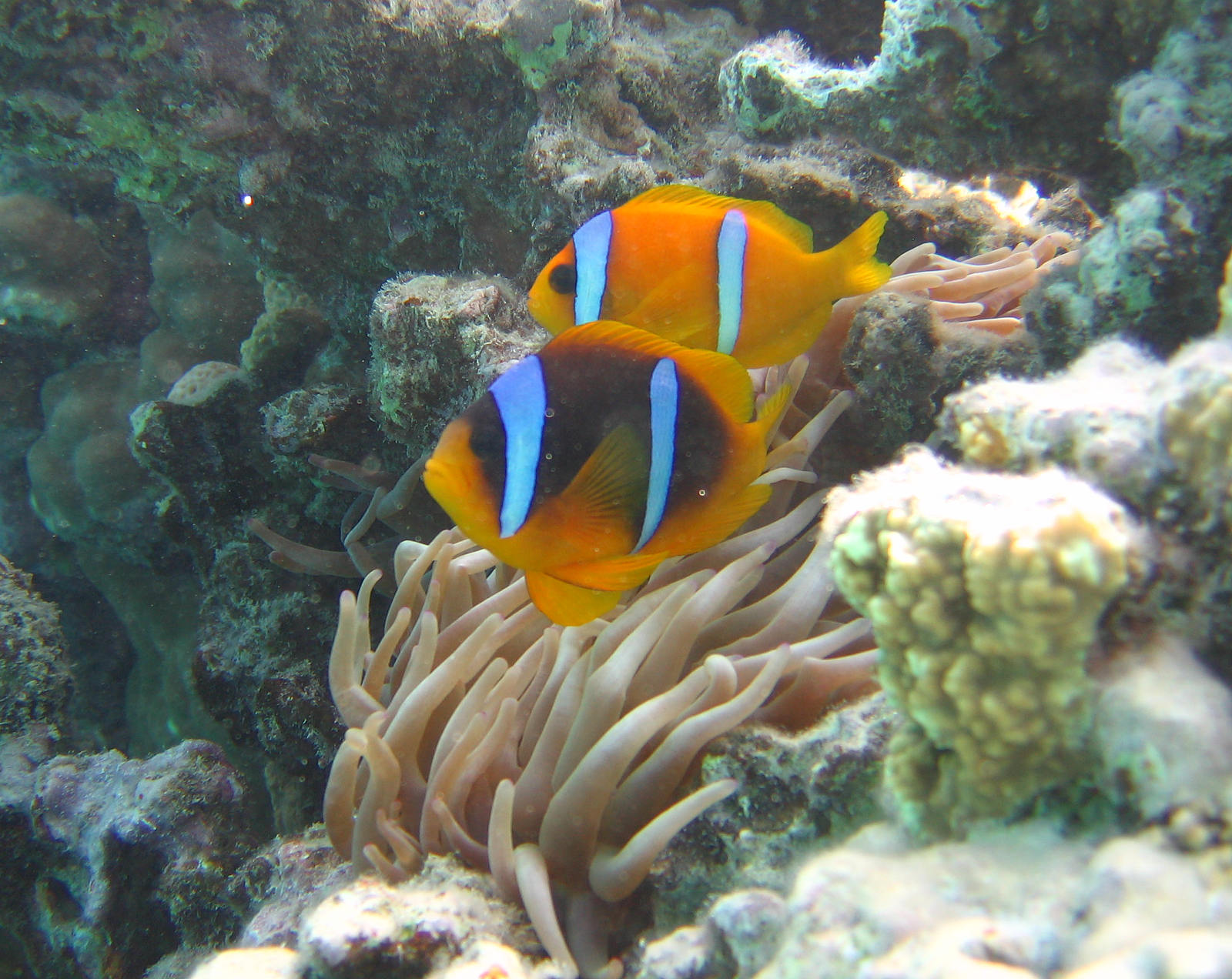 Amphiprion bicinctus in the wild; image by O. Tsyganov
