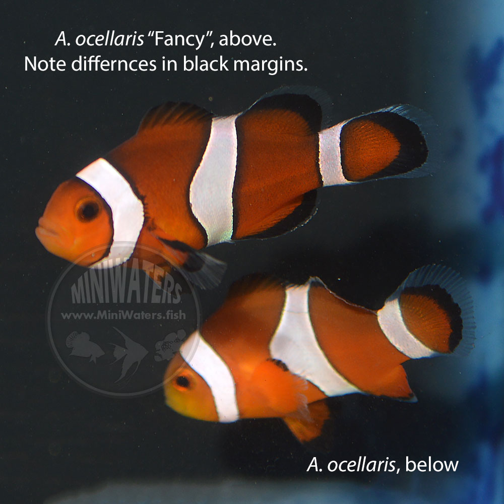 The differences between the Fancy Strain of Ocellaris (above) and a classic wild-type Ocellaris (below) are clearly seen, even at this small juvenile size.