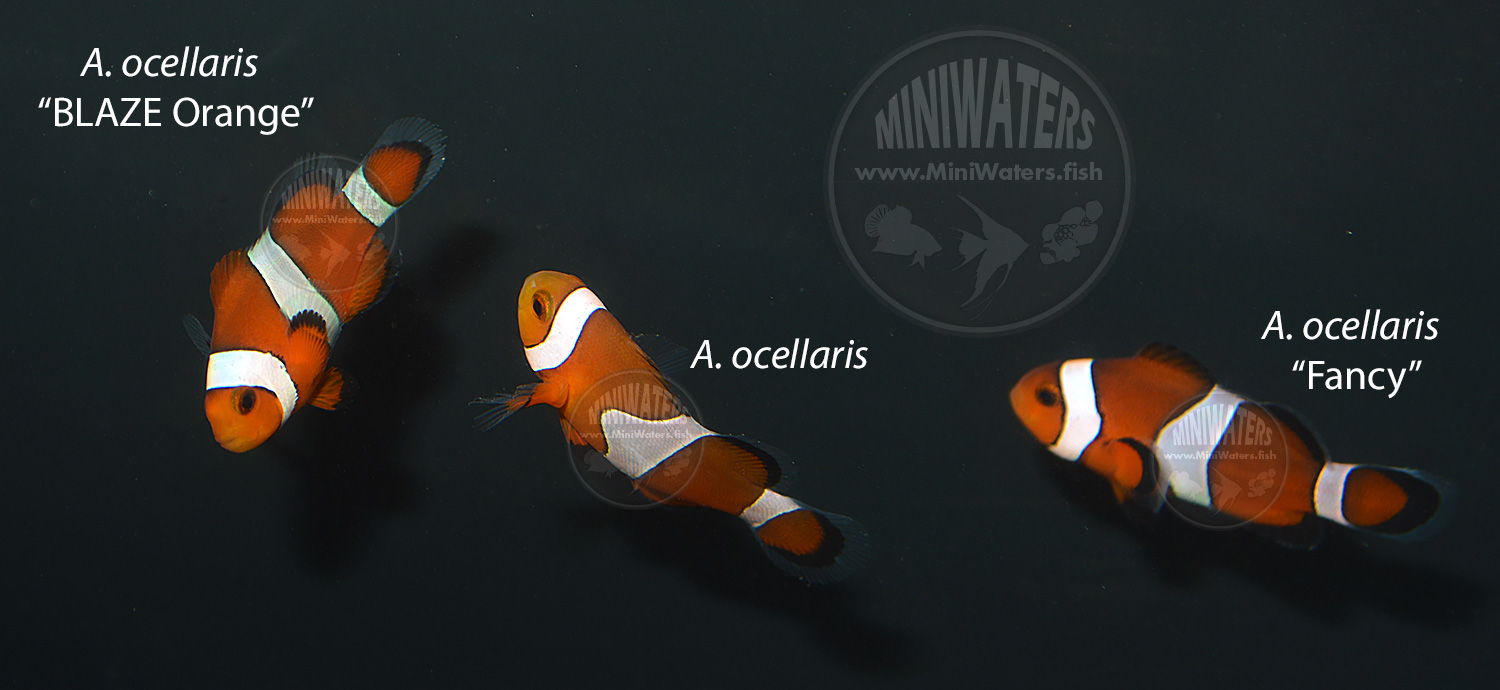 Blaze Orange, classic orange, and Fancy ocellaris strains side by side for comparison.