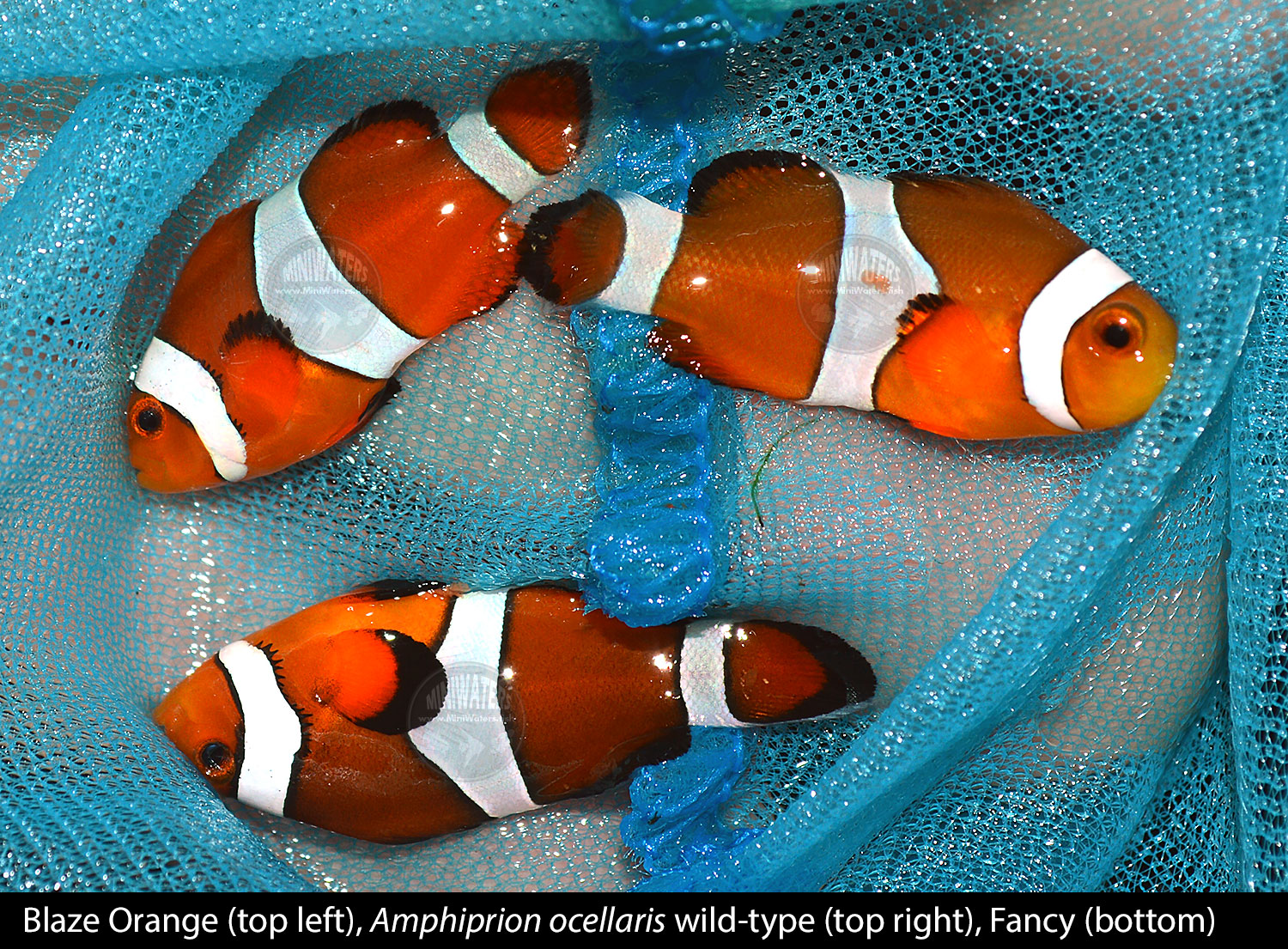 Three stains of Amphiprion ocellaris, roughly the same age from the same hatchery.