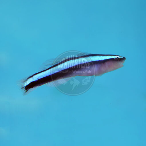 Elacatinus oceanops, Neon Goby, Captive-Bred, SA
