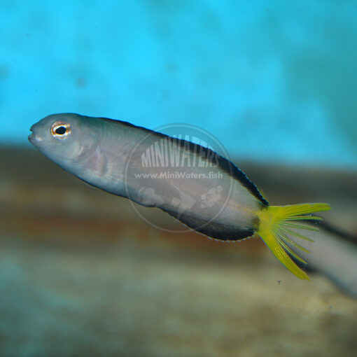 Meicancanthus mossambicus, the Harptail Fang Blenny