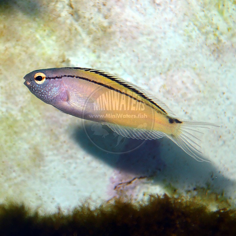 Scartella cristata 