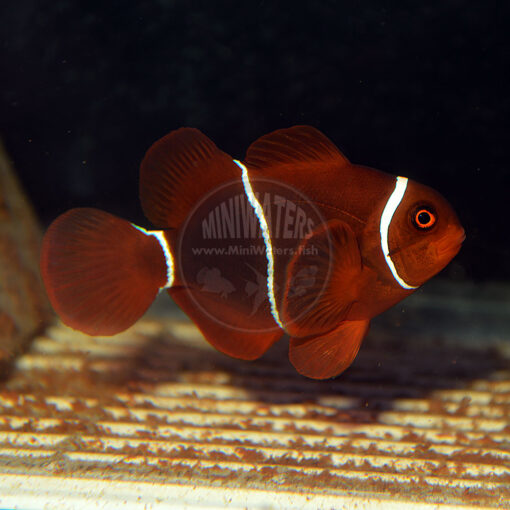 Premnas biaculeatus "PNG" White Stripe Maroon Clownfish, F0 Wild