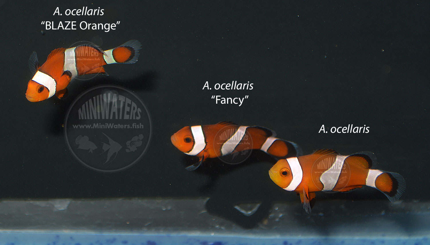 Another look at the classic orange Ocellaris Clownfish, along with two derived strains (Fancy Ocellaris and Blaze Orange)