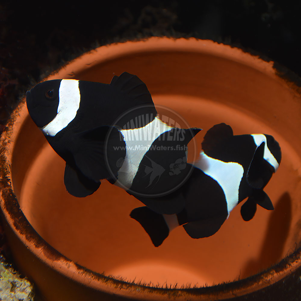 ocellaris clownfish pair