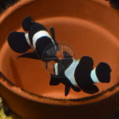 Amphiprion Black Ocellaris proven spawning pair, WYSIWYG, 2-12-2016