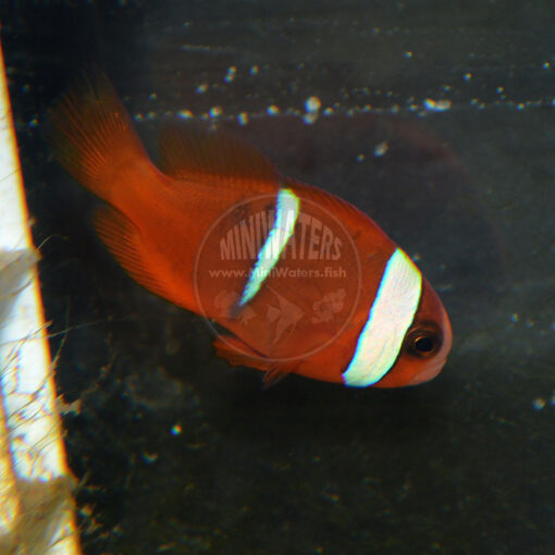 Amphiprion melanopus "New Caledonia" Cinnamon Clownfish, F1, SA, juvenile