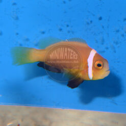 Amphiprion nigripes, Blackfooted or Rose Skunk Clownfish, captive bred, SA