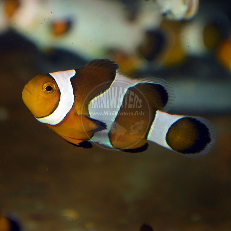 Amphiprion Ocellaris Fancy White Clownfish Just Barely Grade Shop Miniwaters Fish Online