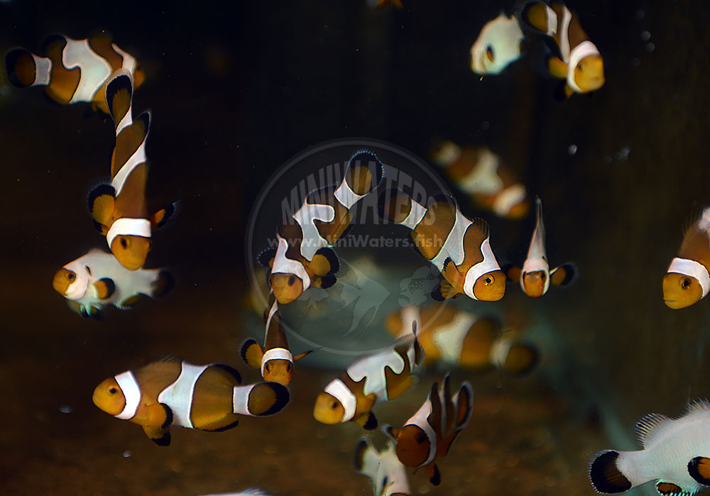 An example of the various types of offspring that come from Fancy White X Fancy White breeding. Note the range of "grades" among the orange fish; Wyoming Whites stand out quite easily by comparison.