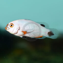 Amphiprion percula "Silver Eye Platinum" Percula Clownfish, SA