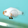 Amphiprion percula "Silver Eye Platinum" Percula Clownfish, SA