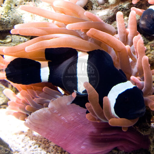 Amphiprion sp. "Darwin Black" Ocellaris Clownfish, mature
