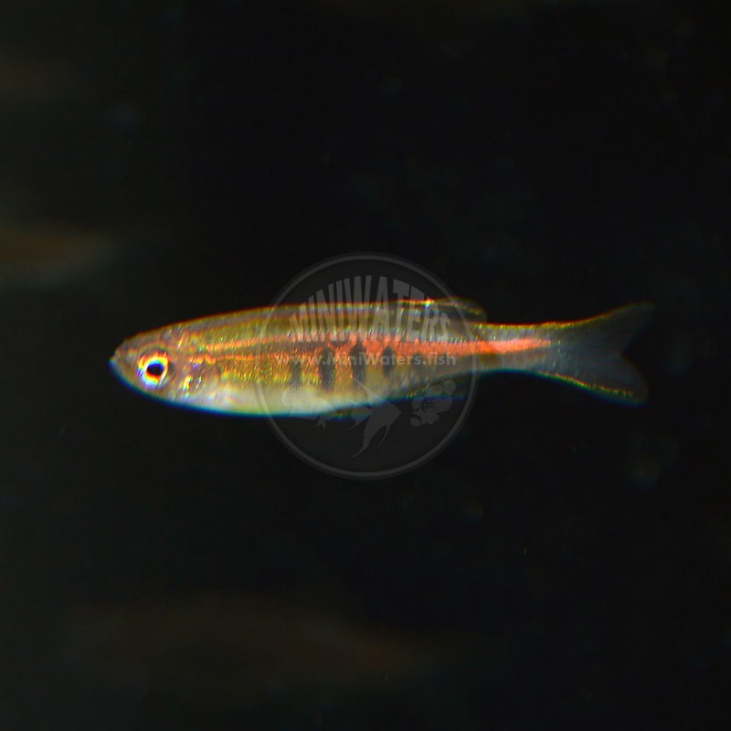 Brachydanio tinwini "Gold Ring Danio" Shop MiniWaters.FISH Online