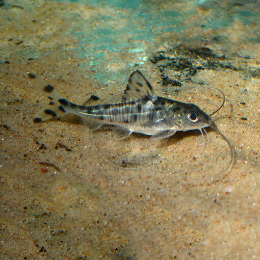 Pimelodus pictus, "Pictus Catfish"