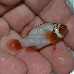 Premnas biaculeatus "Lightning Maroon Clownfish", PNG, F2, Premium Grade