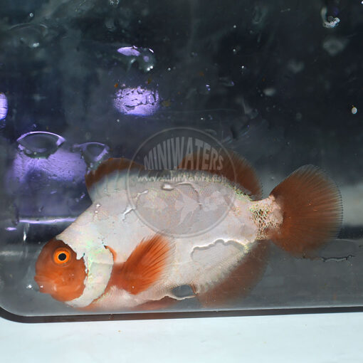 Premnas biaculeatus "Lightning Maroon Clownfish" PNG, F2, Ultra Grade