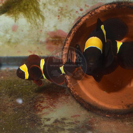 Premnas sp. epigrammata "Gold Stripe Maroon Clownfish" proven spawning pair, Doty Aquaculture