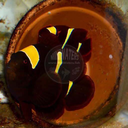 Premnas sp. epigrammata "Gold Stripe Maroon Clownfish" proven spawning pair, Doty Aquaculture, with eggs 2-23-2016