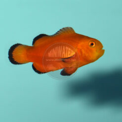 Amphiprion ocellaris "Naked Ocellaris" Clownfish, SA