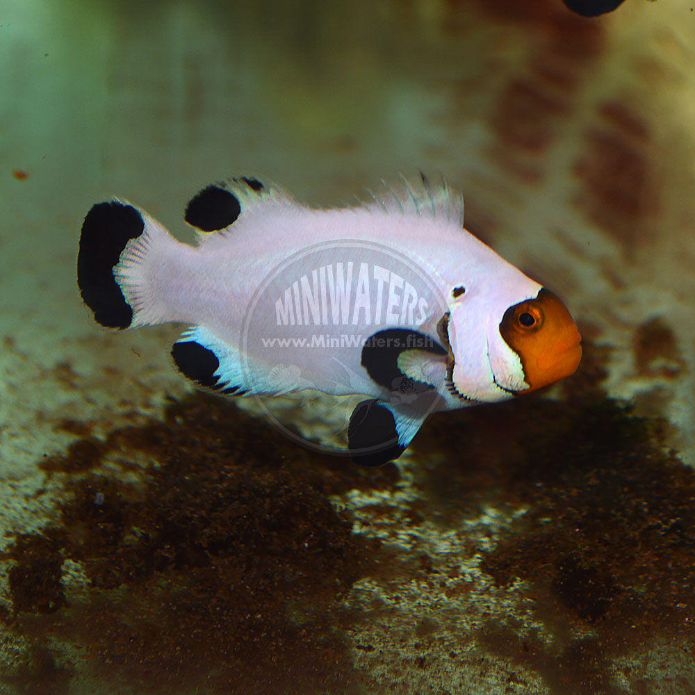 Amphiprion ocellaris "Wyoming White" Pearl Eye Ocellaris Clownfish, DA, WYSIWYG Pair, 3-19-2016