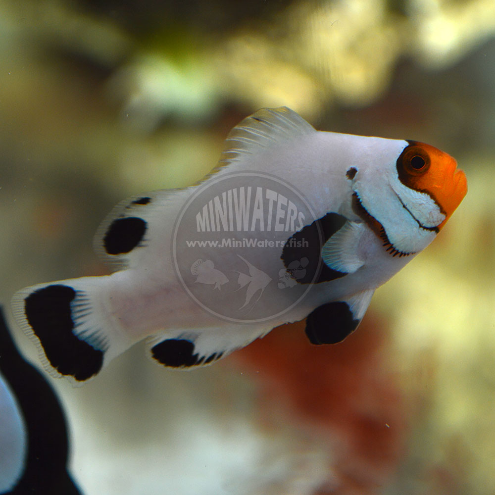 Amphiprion ocellaris "Wyoming White" Pearl Eye Ocellaris Clownfish, DA, WYSIWYG Pair, 3-19-2016