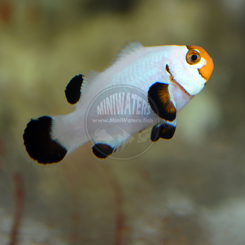 Amphiprion ocellaris "Wyoming White" Pearl Eye Ocellaris Clownfish, DA, WYSIWYG Pair, 3-19-2016