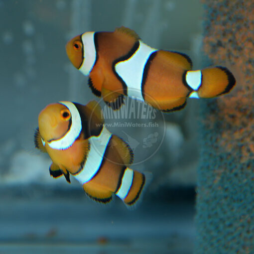 Amphiprion percula "Aquarium Strain", Reef Stew, Onyx X Picasso (sold as Onyx Picasso).