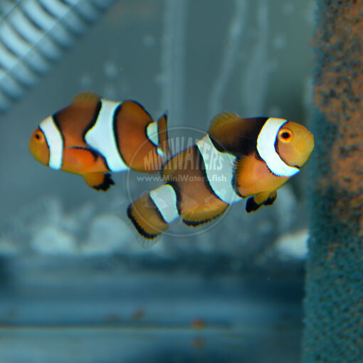 Amphiprion percula "Aquarium Strain", Reef Stew, Onyx X Picasso (sold as Onyx Picasso).