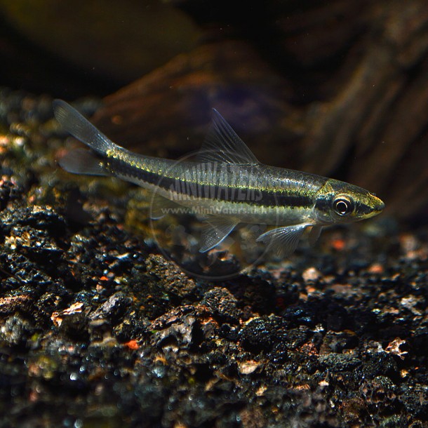 Crossocheilus spp. 