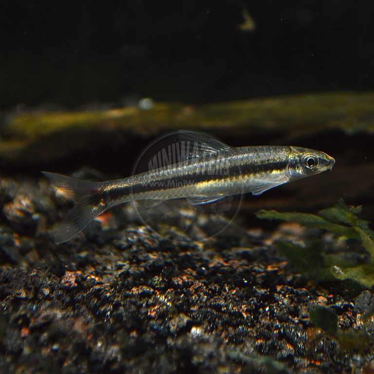 Crossocheilus spp. 