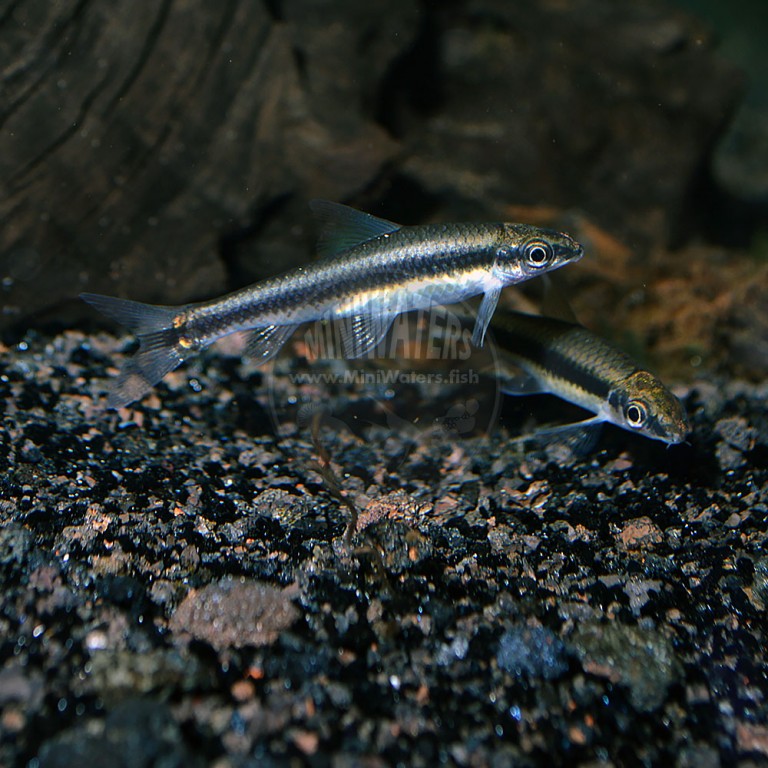 Crossocheilus spp. 