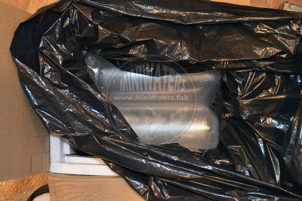 The liner bag now in place, the fish returned to the box.