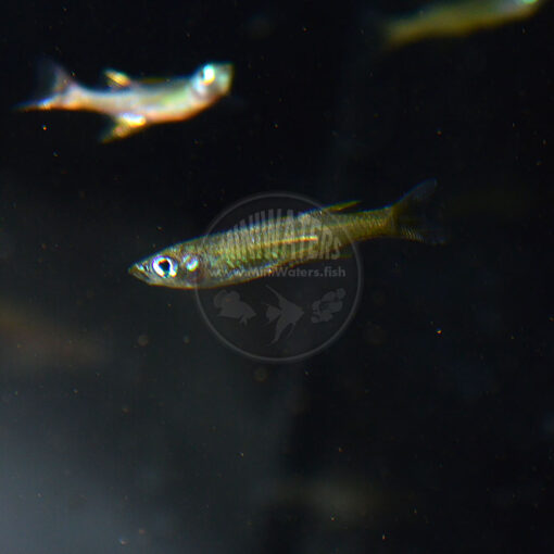 Iriatherina werneri "Featherfin Rainbowfish", juvenile female
