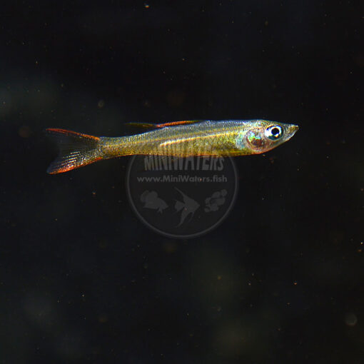 Iriatherina werneri "Featherfin Rainbowfish", juvenile male