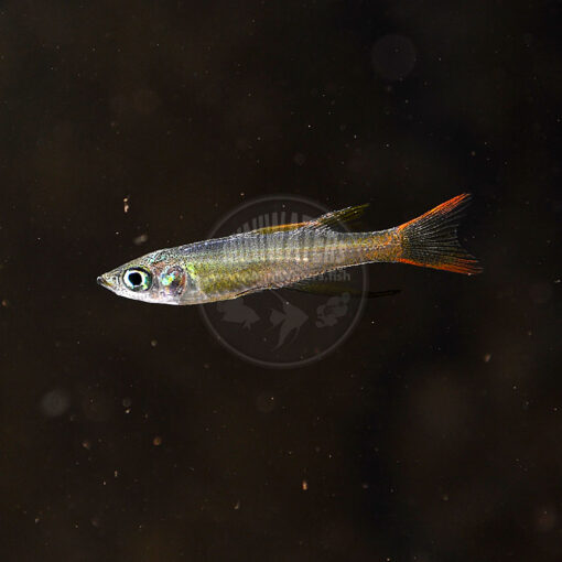 Iriatherina werneri "Featherfin Rainbowfish", juvenile male