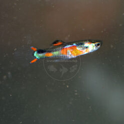 Poecilia wingei "Red Chest" Endlers Livebearer, N-Class