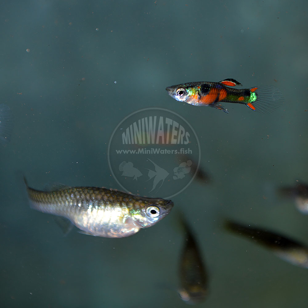 overskydende nogle få brugt Poecilia wingei "Red Chest Endler" N-Class - Shop MiniWaters.FISH - Online  Aquarium & Vivarium Boutique