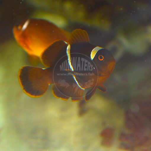 Premnas sp. epigrammata "Gold Stripe Maroon Clownfish", F1, Doty Aquaculture, WYSIWYG, 3-14-2016