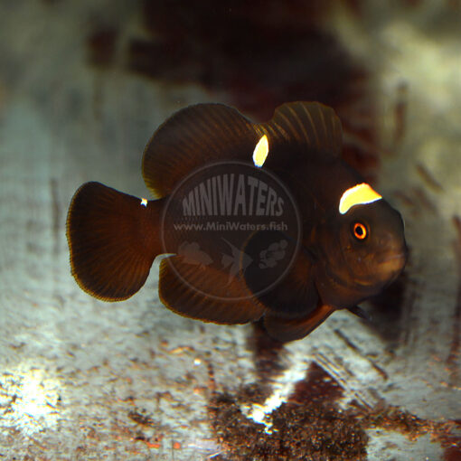 Premnas sp. epigrammata "Gold Stripe Maroon Clownfish", Misbar Juvenile Pair, F1, Doty Aquaculture, WYSIWYG, 3-19-2016
