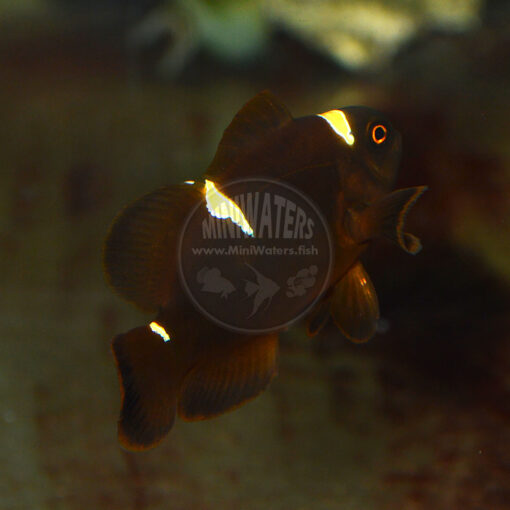 Premnas sp. epigrammata "Gold Stripe Maroon Clownfish", Misbar Juvenile Pair, F1, Doty Aquaculture, WYSIWYG, 3-19-2016