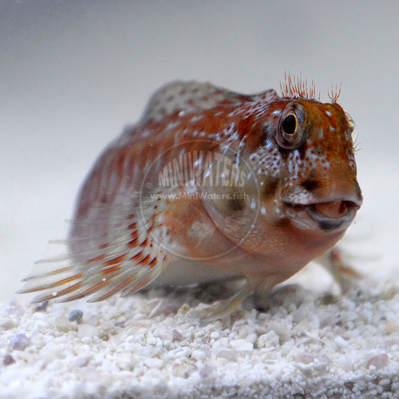 Meiacanthus kamoharai 